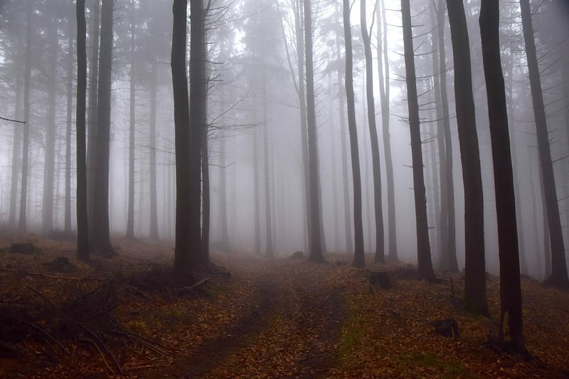 Mystical Forest