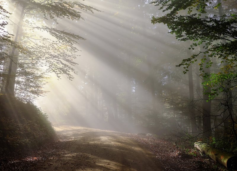 Forest Path